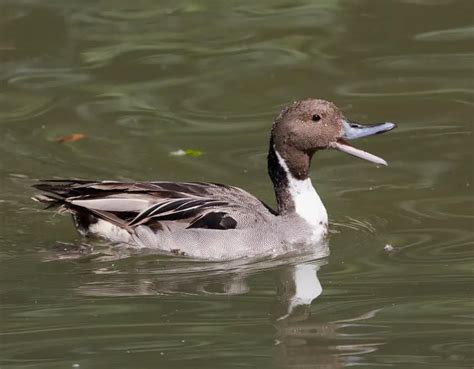 Why Ducks Get Noisy and What to Do – Urban Backyard Farming