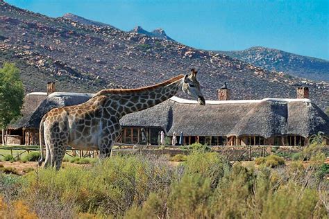 Aquila One Day Safari Trip in the Western Cape close to Cape Town