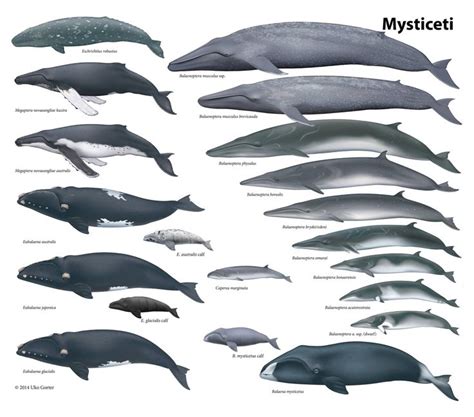 Cetacean Illustrations : Photo | Tema