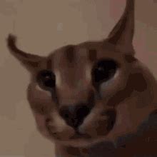 Floppa Cat GIF - Floppa Cat Meme - Discover & Share GIFs