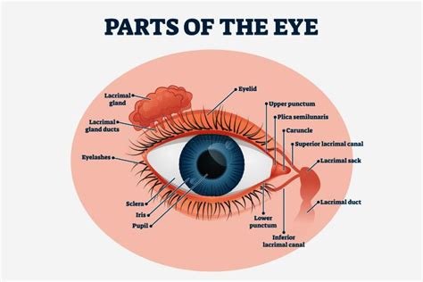 30 Interesting Facts, Diagram And Parts Of The Eyes For Kids