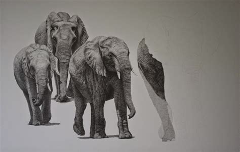 Clive Meredith Wildlife Art: Update on Elephant group drawing