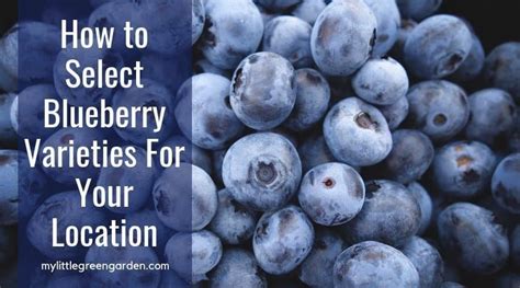 How to Select Blueberry Varieties for Your Location – My Little Green Garden