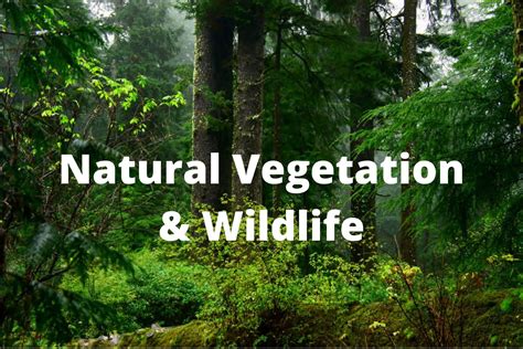 Class 9 Social Science (Natural Vegetation & Wildlife) – eLearnX