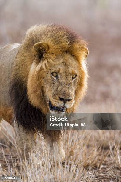 Singa Afrika Di Taman Nasional Kruger Afrika Selatan Foto Stok - Unduh ...