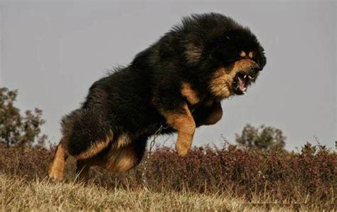 The Tibetan Mastiff is an ancient dog, which means it’s a pure breed. Its size and strength have ...