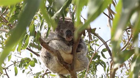 Translocation of Cape Otway koalas - YouTube