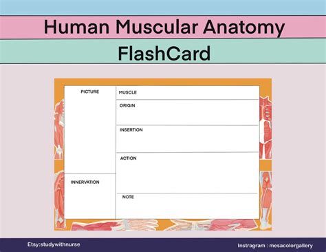 Human Muscles Anatomy Flash Card/ Anatomy Note/ Printable/digital ...