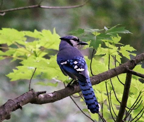 Male Blue Jay keeping watch. #nwf #nationalwildlifefederation # ...