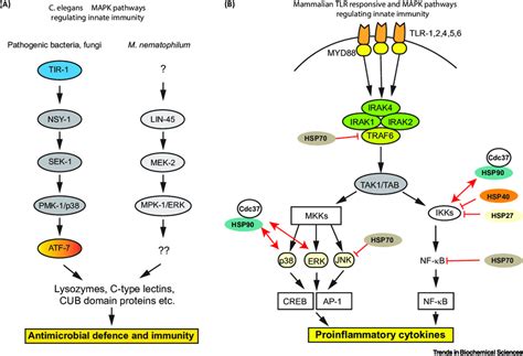 Innate Immune Signalling Pathways in Caenorhabditis elegans and... | Download Scientific Diagram