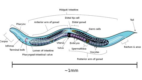 C. elegans | Brain and Cognitive Sciences