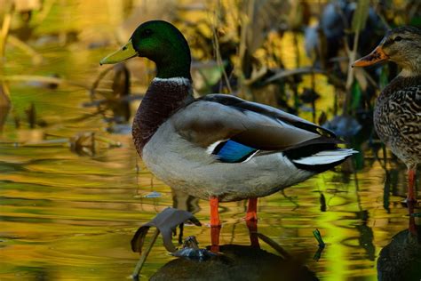 Mallard Duck at the Anacostia - Kenilworth Park & Aquatic Gardens (U.S ...