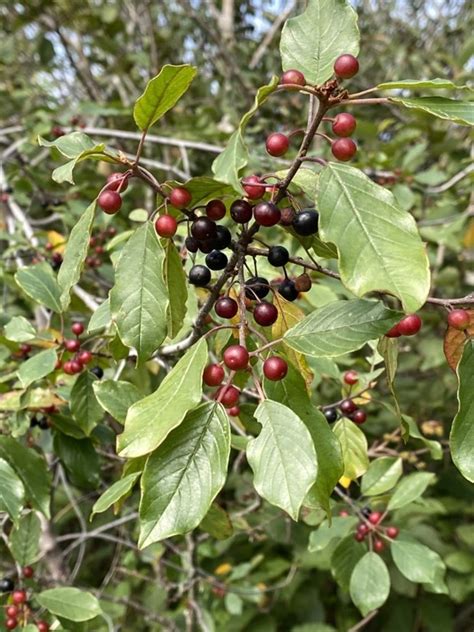 Invasive Plant Profile: Glossy Buckthorn (U.S. National Park Service)