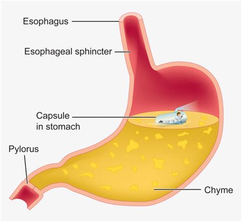 Stomach clipart chyme, Stomach chyme Transparent FREE for download on ...