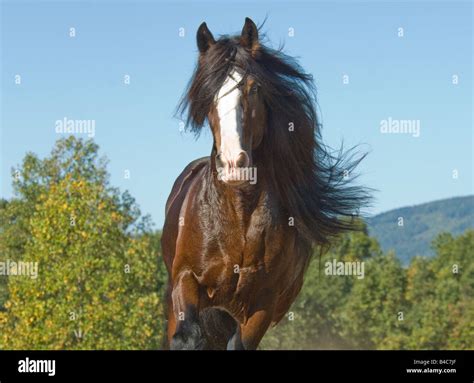 Shire Draft Horse stallion Stock Photo - Alamy