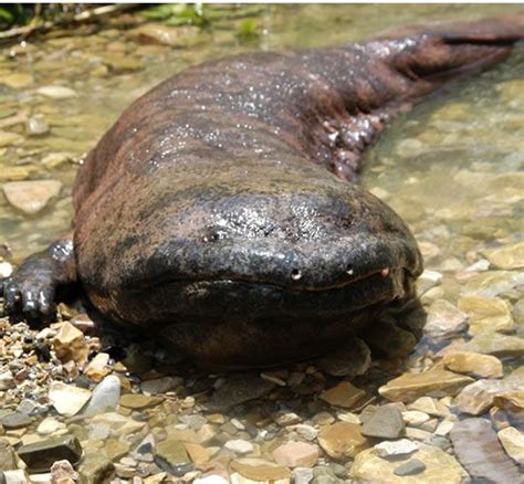 Animal A Day!: Chinese Giant Salamander | Chinese giant salamander ...