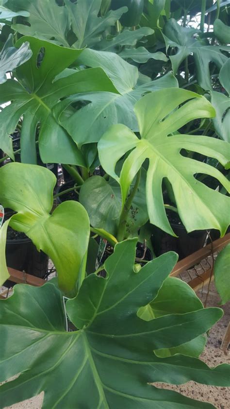 Monstera deliciosa - Indoor and Foliage Plants