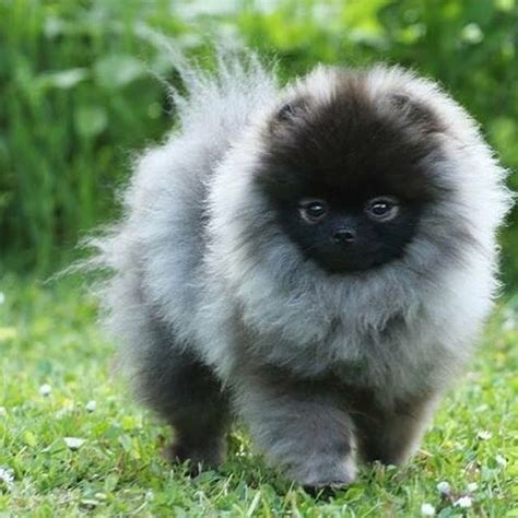 Pomeranians on Instagram: “Adorable!” | Cute animals, Cute baby animals ...