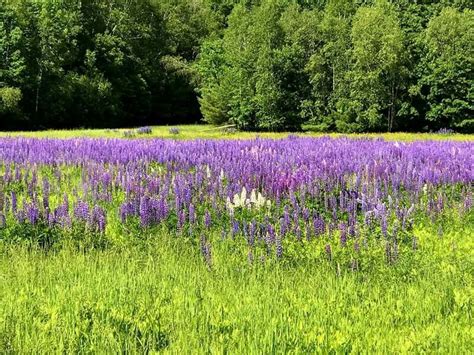 Lupine flowers in Maine - 06/15/2017. | Lupine flowers, Maine new england, New england