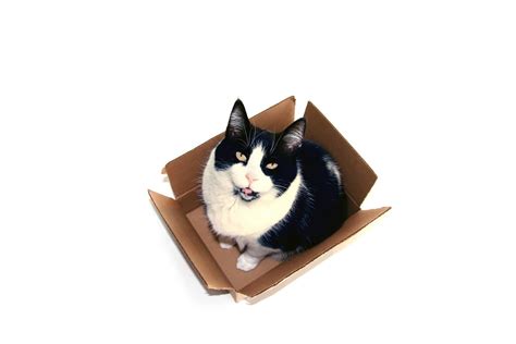 Cat in a Box | Moving out, Cats, Moving