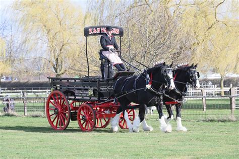 World's largest gathering of Shire horses comes to Nottinghamshire ...