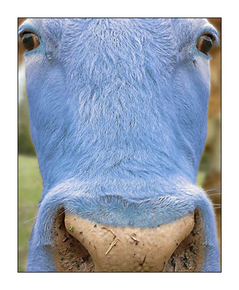 reiperzafi: blue cow