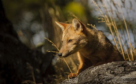 Young Patagonian Red Fox (Lycalopex culpaeus). Torres del Paine National Park, Magallanes and ...