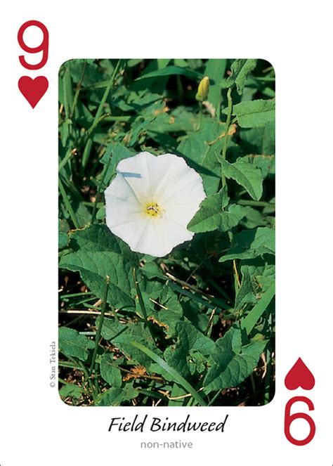 Wildflowers of the Midwest Playing Cards - AdventureKEEN Shop