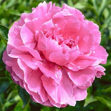 Peony Dr Alexander Fleming