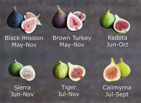 Different Types Of Figs You May Not Know Till Now Khoshbin, 45% OFF