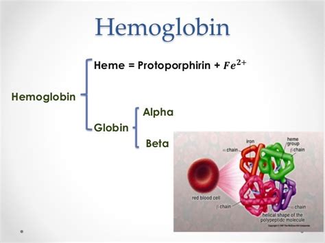 Beta Globin Gene Cluster