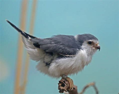 Pictures and information on Pygmy Falcon