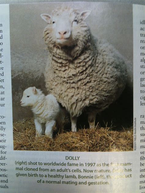 Essay about dolly the sheep article