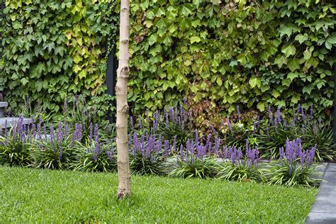 Plant File - Liriope Muscari (Lily Turf) - Ian Barker Gardens