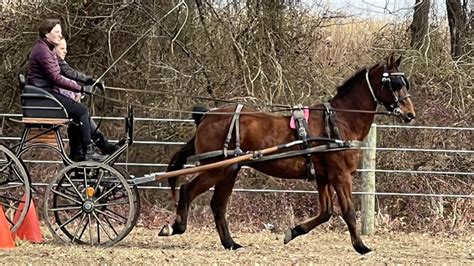 7 Reasons Riders Should Try A Driving Lesson - The Chronicle of the Horse