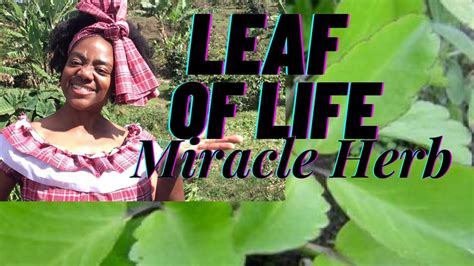 LEAF of LIFE BENEFITS AND USES | Tree Of Life| MIRACLE HERB Bryophyllum Pinnatum *I MADE THE ...