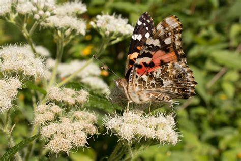 Eupatorium perfoliatum is a perennial flowering plant in the aster family. Native to North ...