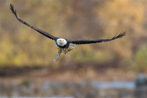 CONOWINGO DAM