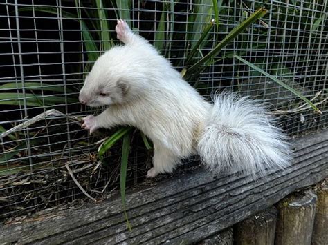 albino skunk baby! Animals And Pets, Funny Animals, Wild Animals, Hamsters, Beautiful Creatures ...