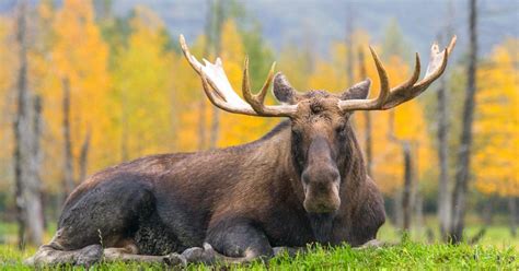 Alaska Wildlife Conservation Center | Portage | ALASKA.ORG