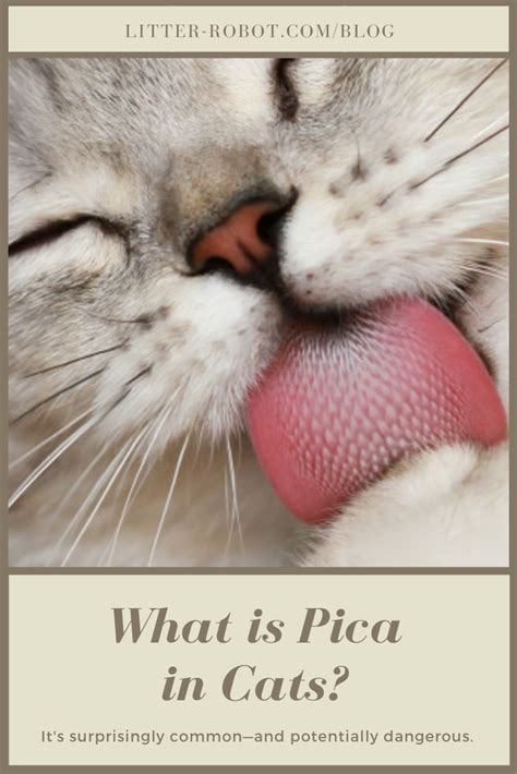 What Is Pica in Cats? | Learn more on the Litter-Robot Blog