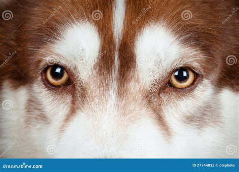 Dog Eyes Close Up Stock Photography - Image: 27744032