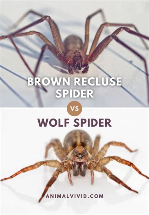 Brown Recluse Vs Wolf Spider: 7 Differences & Facts