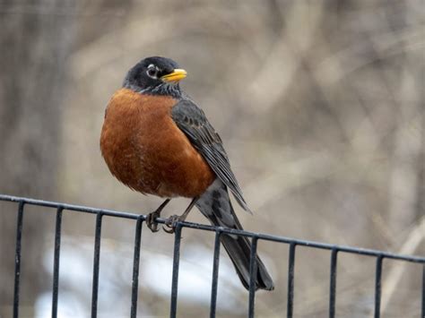 Do Robins Migrate?