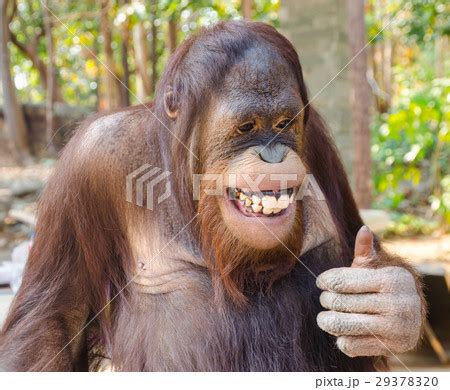 Funny Gorilla Smiling