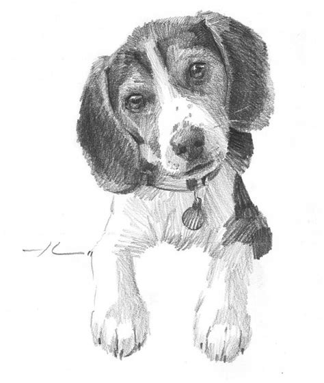 Beagle Puppy Pencil Portrait by Mike Theuer in 2021 | Dog sketch, Dog ...