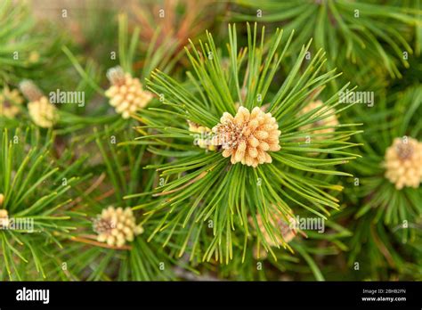 Mountain pine (Pinus mugo) a species of the genus of the pine (Pinus), pine family (Pinaceae ...