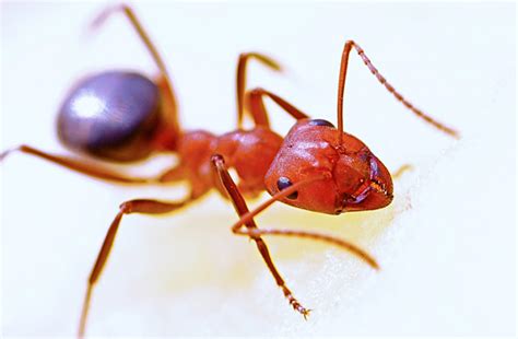 What are the most common signs of an ant infestation? - Latest World ...