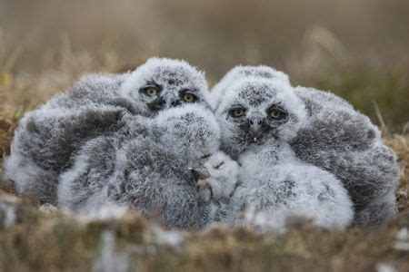 Snowy Owl babies | Snowy owl, Baby owls, Owl photos