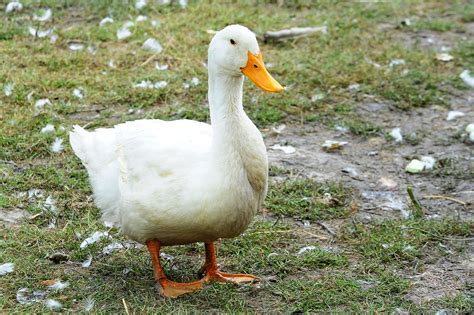 The meaning and symbolism of the word - «Duck»